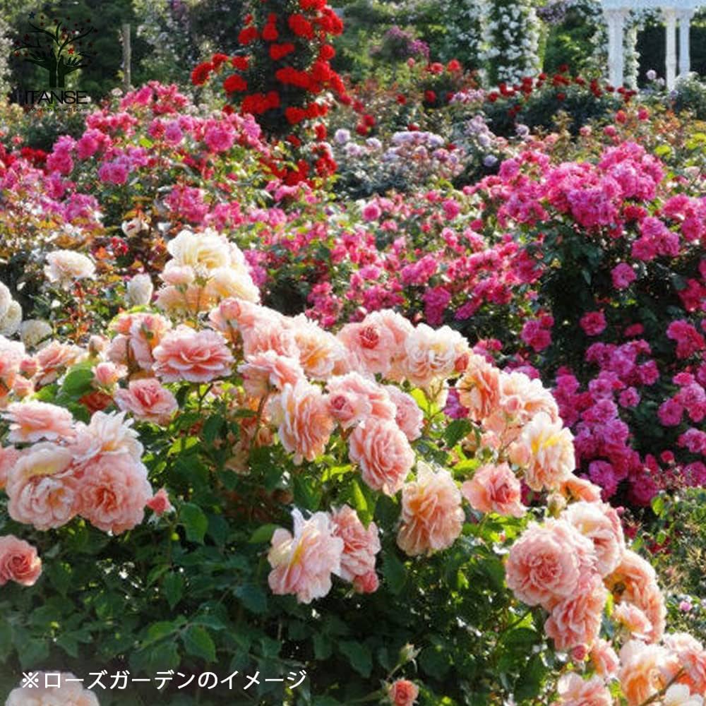 Amazon.co.jp: 薔薇の苗